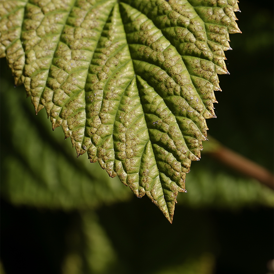 A! Blatt 20150802_0159 als Smartobjekt-1 Kopie.jpg